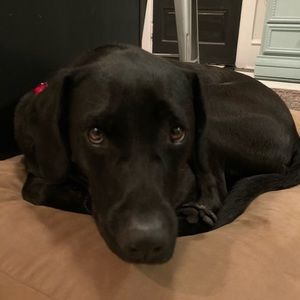 Meet your Posher, Rob